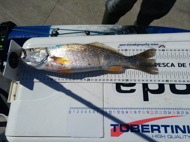 Fish Measure Picture